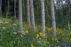 Wyoming. Arrowleaf balsamroot, cow parsnip. Lupine wildflowers and aspen trees, Jedediah Smith. Art Print